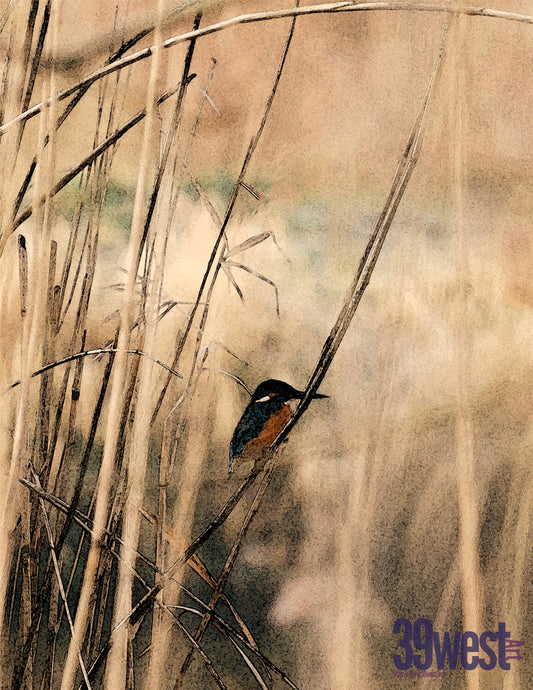Bird on a Reed